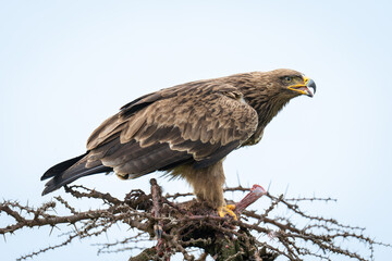 Steppe eagle opens beak on whistling thorn