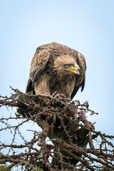 Steppe eagle with kill on whistling thorn