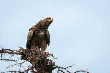 Steppe eagle on whistling thorn holding kill