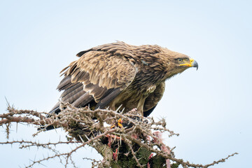 Steppe eagle staring away from whistling thorn