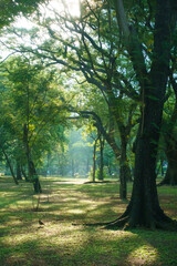 serene park scene with tall trees, dappled sunlight, and lush greenery creating peaceful atmosphere. soft light filters through leaves, enhancing natural beauty