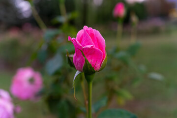 Pink rose bud blooming in garden during early evening hours