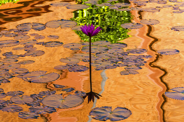 reflection in a lotus pond inside the National Museum of Cambodia in Phnom Penh
