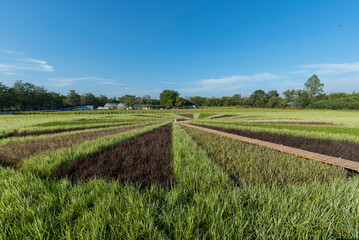 Obraz premium Circle panorama process style of colorful variety type of rice field in sunset time