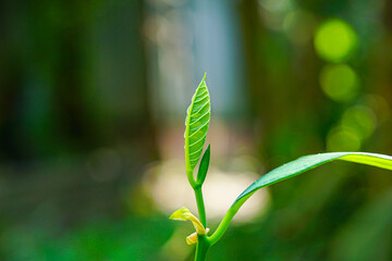 Young jackfruit tree with beautiful green leaves 