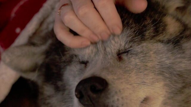 tendres caresses sur la t&ecirc;te d'un chien qui profite bien des ses moments r&eacute;confortants