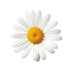daisy flower isolated on white
