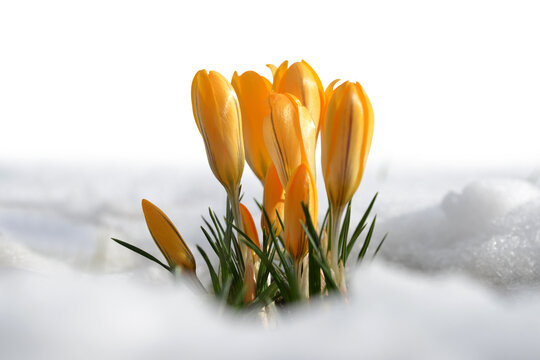 Spring crocus flowers in snow isolated on transparent PNG background.