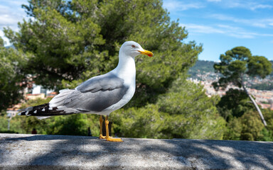 Nice, France - May 03, 2024: Portrait of European Herring Gull with Yellow Beak on Castle Hill Overlooking Mediterranean Coast