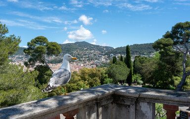  Nice, France - May 03, 2024: European Herring Gull Standing on Stone Balustrade with Nice Cityscape and Mediterranean Hills