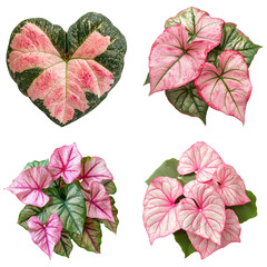Pink & Green Caladium Plant   Tropical Foliage 
