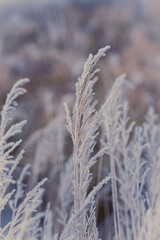 Gräser an einem frostigen Wintertag