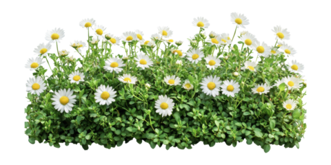 Blooming white daisies in lush greenery isolated on transparent background