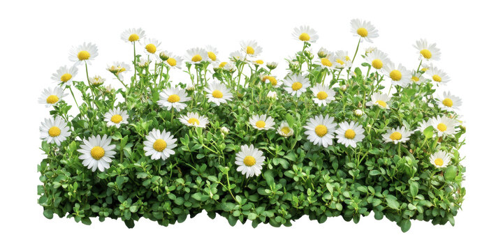 Blooming white daisies in lush greenery isolated on transparent background