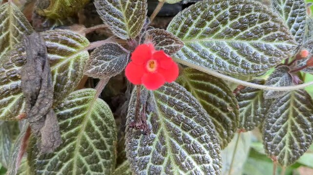 Red Episcia Flower with Textured Leaves in Natural Light