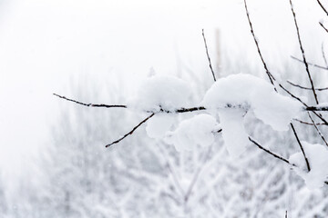 tree branch under snow