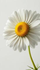 Chamomile flower on a green stem, close-up