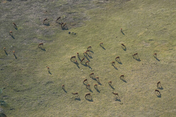 Delta de l'Okavango vu d'hélicoptère , Botswana, Afrique australe