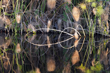 Papyrus le long d'une rivière de Guma Lagon dans le delta de l'Okavango au Botswana