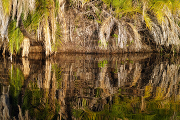 Papyrus le long d'une rivière de Guma Lagon dans le delta de l'Okavango au Botswana