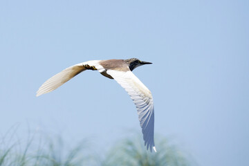 Crabier chevelu ou héron crabier dans le delta de l'Okavango au Botswana