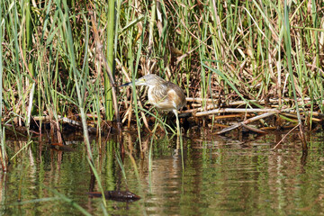 Papyrus le long d'une rivière de Guma Lagon dans le delta de l'Okavango au Botswana
