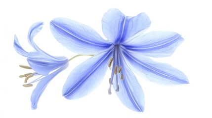 Naklejka premium Two Delicate Light Blue Flowers Isolated on White