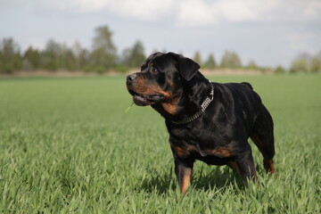 Rottweiler spielt draußen auf einer Wiese