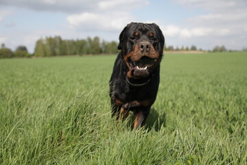 Rottweiler mir Stein im Mau läuft auf einer Wiese herum
