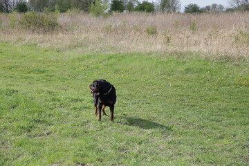 Ein Rottweiler an einem Feld