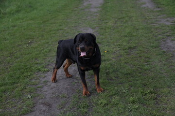 Ein echter Rottweiler auf einem Feldweg 