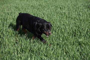 Rottweiler läuft auf einer Wiese herum