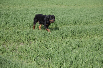 Ein Hund Rottweiler beim spielen auf einem Feld