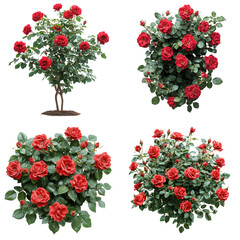 Vibrant Red Rose Bush Blooming Against White Background