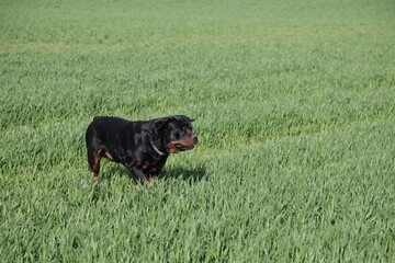 Rottweiler läuft auf einer Wiese herum