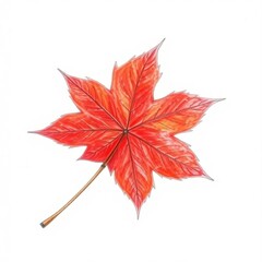 Red maple leaf, white background, isolated