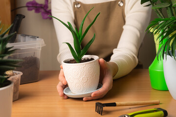 A woman holds a pot with a transplanted aloe plant against the background of other plants. The concept of growing indoor plants at home
