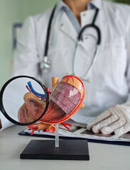 Doctor showing a model of stomach using magnifying glass