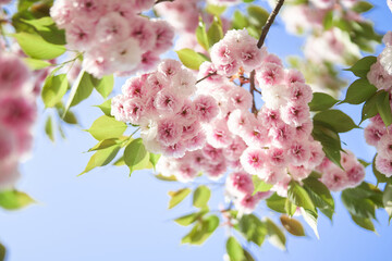 pink cherry blossom