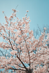 cherry tree in bloom