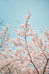 cherry tree blossom