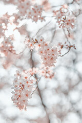 cherry tree blossom