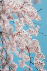 cherry tree blossom