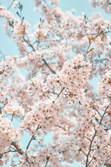 cherry tree blossom