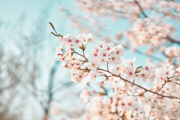 cherry blossom in spring