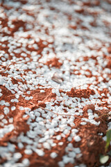fallen cherry blossom leaves