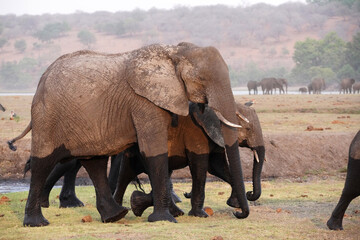 Obraz premium Eléphants dans le parc national de Chobe au Botswana