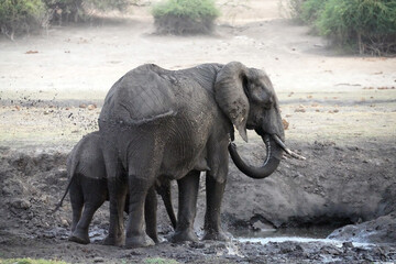 El&eacute;phants dans le parc national de Chobe au Botswana