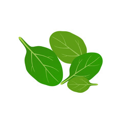 Fresh green spinach leaves on a white background..eps