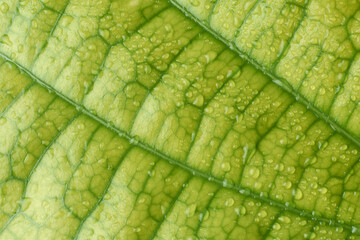close-up macro view of black pepper plant leaf surface covered in water droplets, abstract background of network of veins  with vibrant green tone , natural wallpaper or backdrop